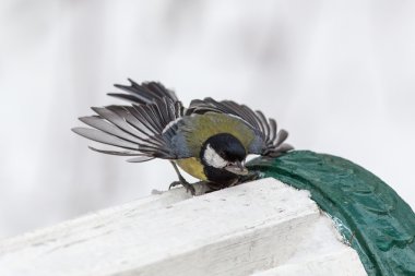 Aç baştankara ayçiçeği tohumu yiyor