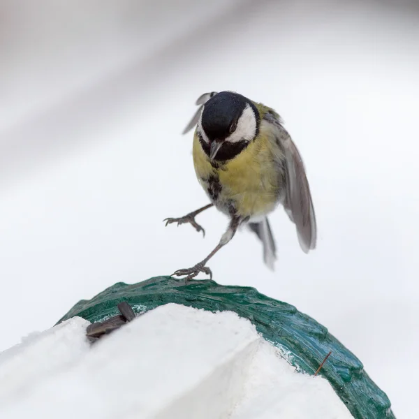 Tit v zimě — Stock fotografie