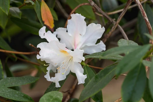 Fiori di azalea bianchi — Foto Stock