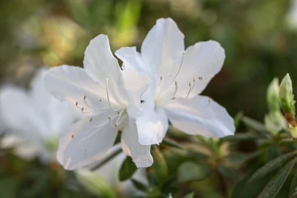 Primavera azálea branca closeup — Fotografia de Stock