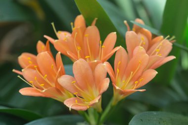 Clivia miniata tatlı