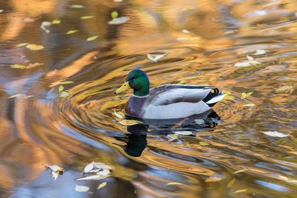 Anka i vatten — Stockfoto