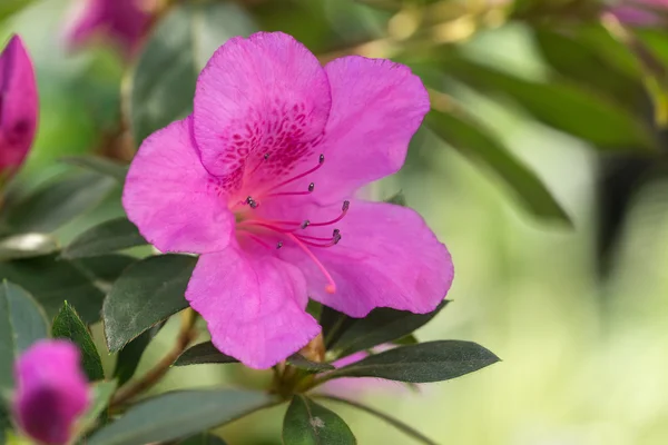 Closeup květy purpurové azalky — Stock fotografie