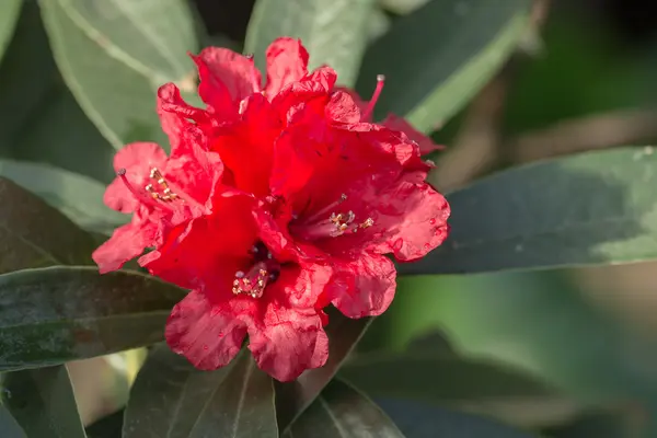 Fiori di azalea rossa primo piano — Foto Stock