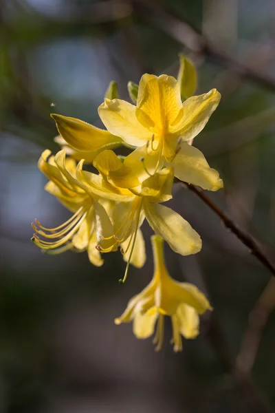 Azalea amarilla florece — Foto de Stock