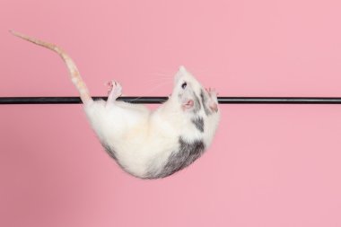 yerli sıçan acrobat