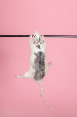 yatay bir çubuk üzerinde fare