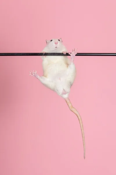 Ratte hängt an einem Stock — Stockfoto