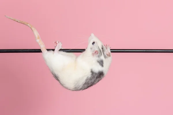 Inhemska råtta acrobat — Stockfoto