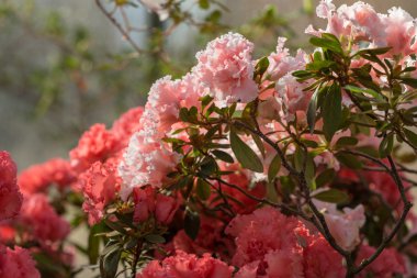 Bahar bahçe ile azaleas