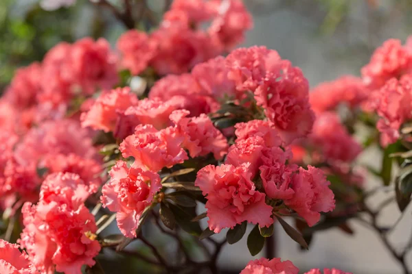 Bright azalea blossoms — Stock Photo, Image
