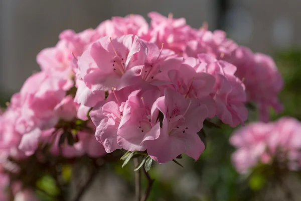 Pink azalea close up — Stock Photo, Image