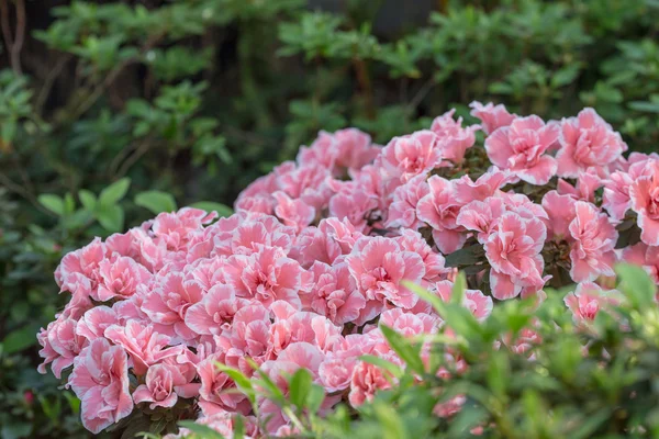 Rosa und weiße Azalee — Stockfoto