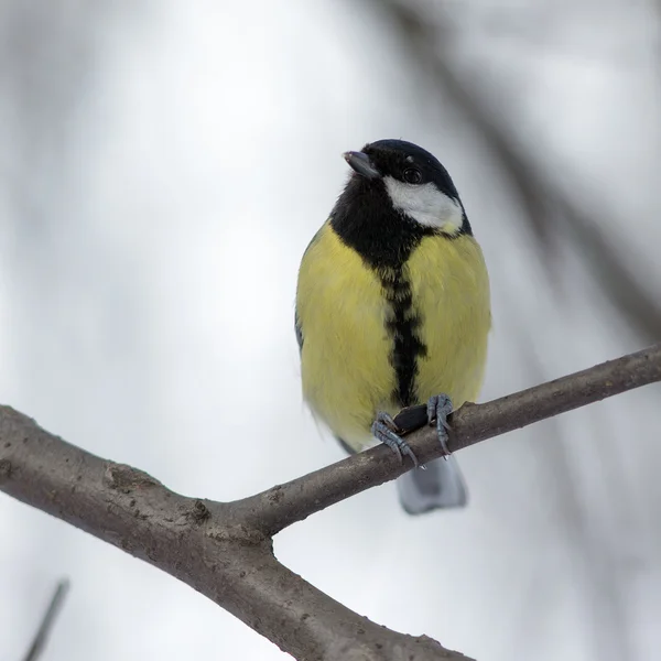 Titmouse on a tree branch — Stock Photo, Image