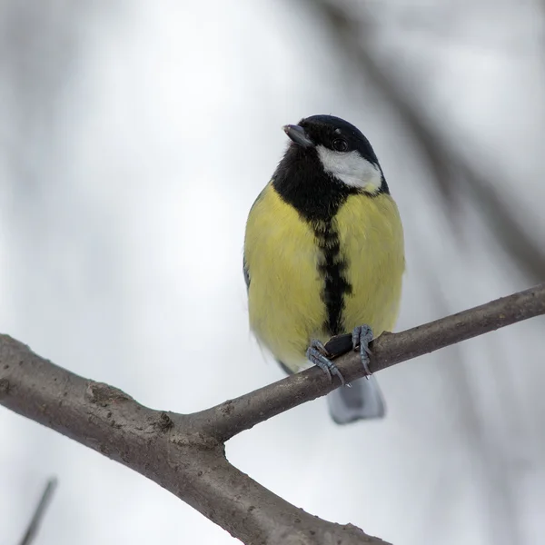 Titmouse pe o ramură de copac — Fotografie, imagine de stoc