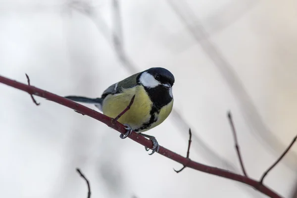 Portrait of a tit — Stock Photo, Image