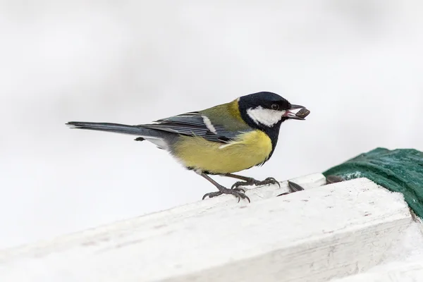 Tit with seed — Stock Photo, Image