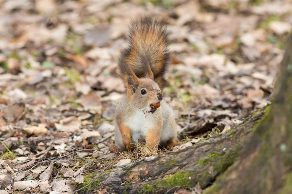 Eichhörnchen mit einer Mutter — Stockfoto