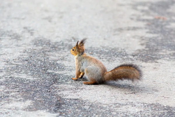 Esquilo em uma estrada de asfalto velho — Fotografia de Stock
