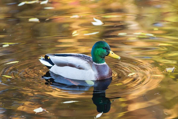 Portrait of duck closeup — Stock Photo, Image