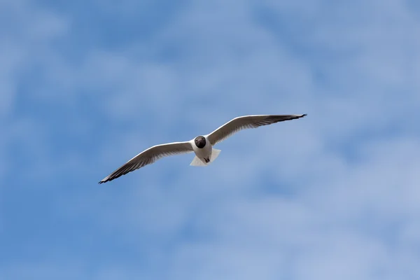 Racek letící na obloze — Stock fotografie