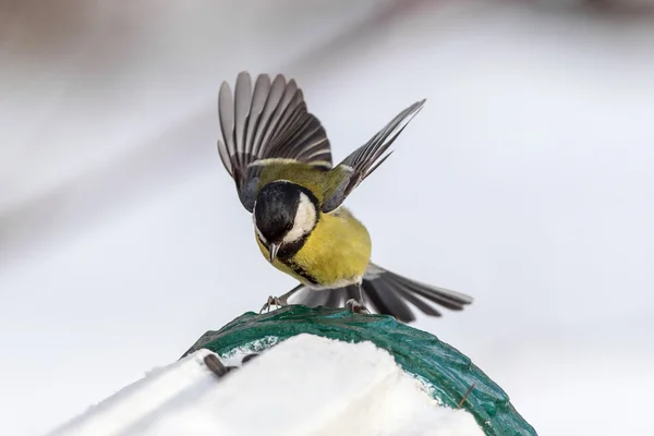 Hungry titmouse closeup — Stock Photo, Image