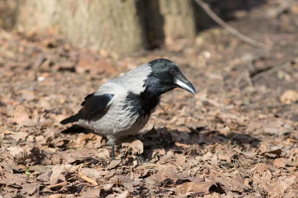 Look curious crow — Stock Photo, Image