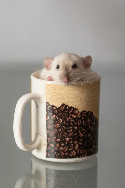 Rata doméstica en una taza — Foto de Stock