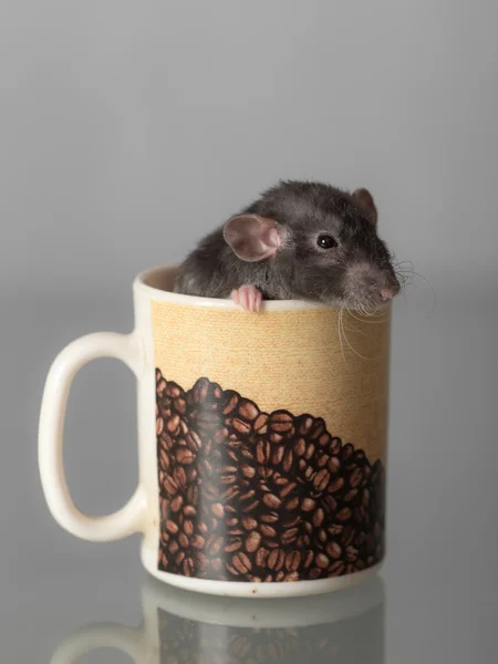 国内大鼠在一杯 — 图库照片