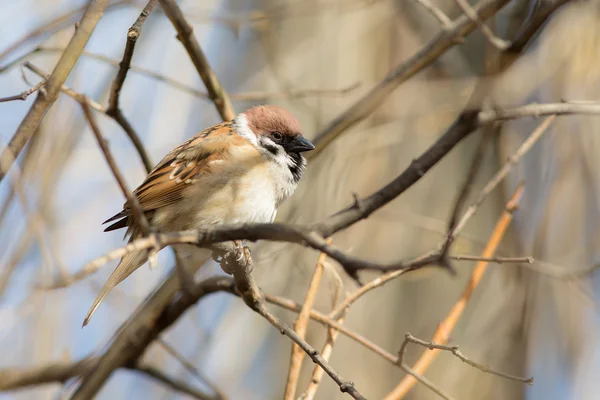 Sparrow sitting on a branch — Stock Photo, Image