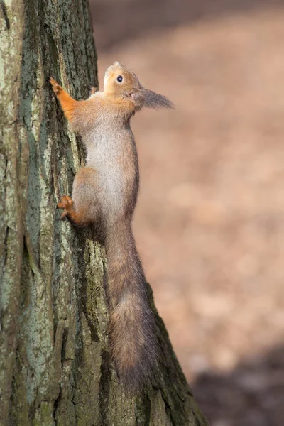 Veverka na kůru — Stock fotografie