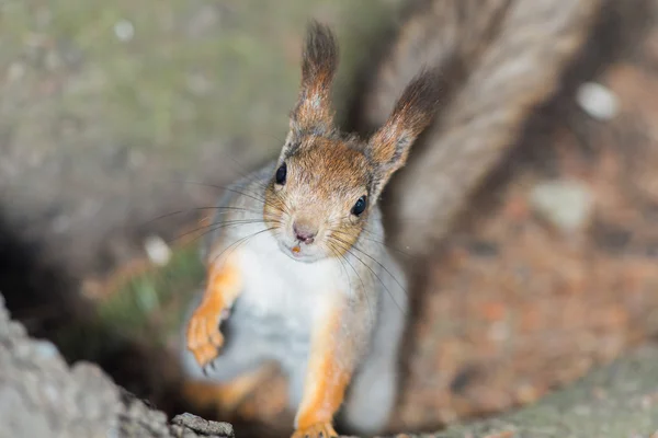 Curioso primo piano scoiattolo — Foto Stock
