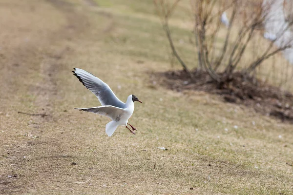 Gaviota aterriza en la hierba —  Fotos de Stock