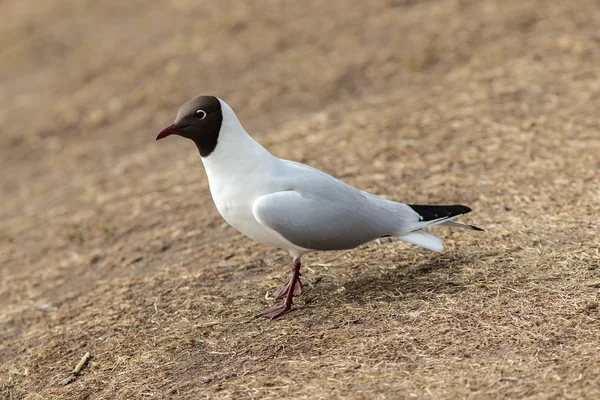 Möwe auf dem Boden Nahaufnahme — Stockfoto