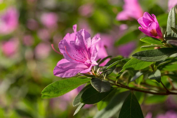 Azalea viola in primavera — Foto Stock