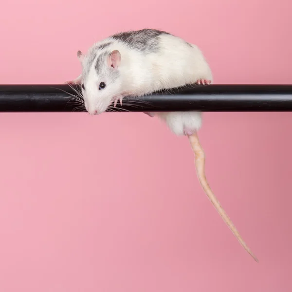 Rat on a pink background — Stock Photo, Image