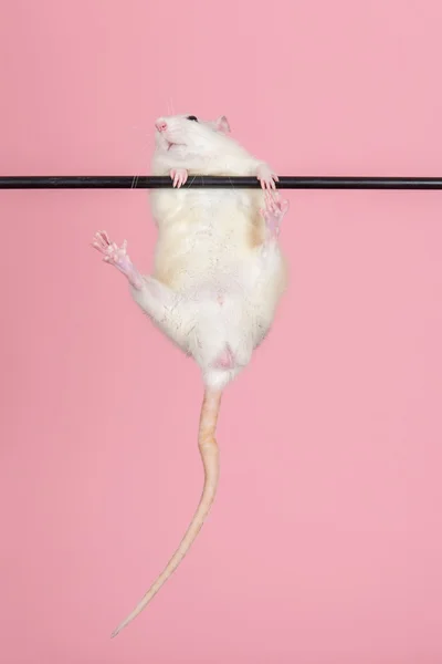 Молодая домашняя крыса — стоковое фото