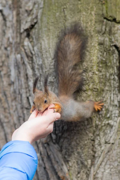 Pflege von Eichhörnchen — Stockfoto