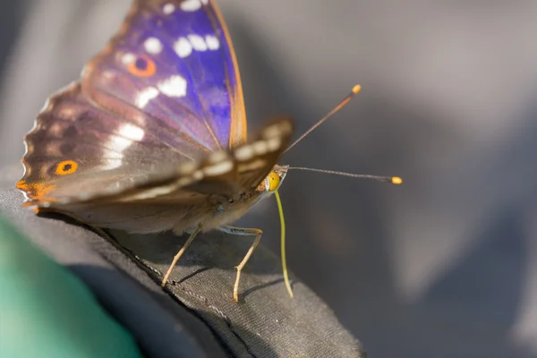 Retrato de mariposa — Foto de Stock