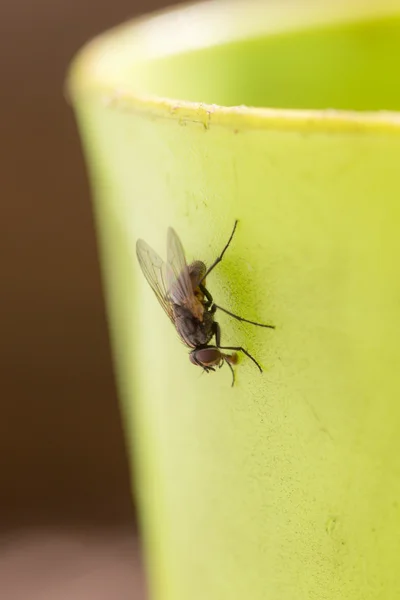 Mosca se sienta en una taza de plástico —  Fotos de Stock