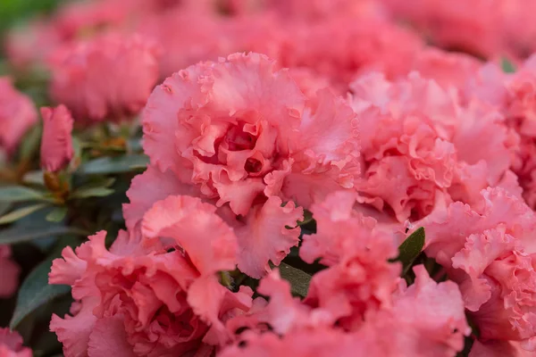 Pink azalea blossoms closeup — Stock Photo, Image