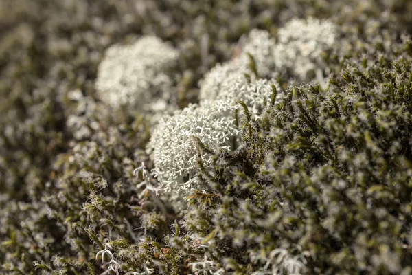 Moss en el bosque del norte — Foto de Stock