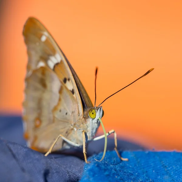 Bir kelebeğin portresi — Stok fotoğraf