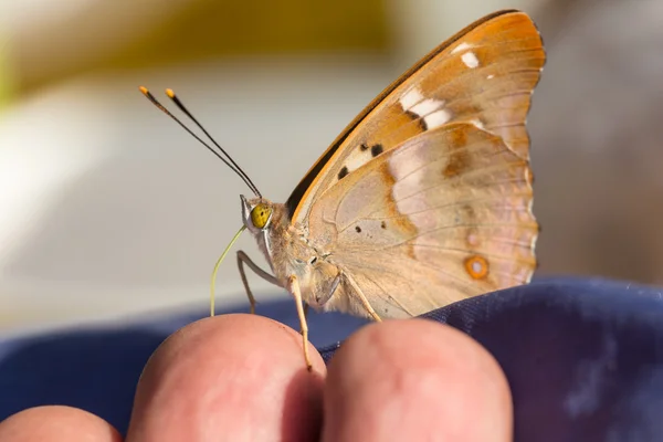 Borboleta em perfil — Fotografia de Stock