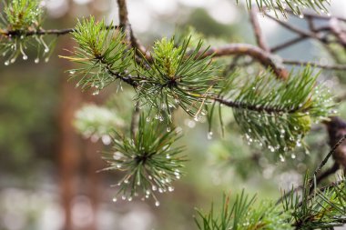 bir yağmur sonra çam