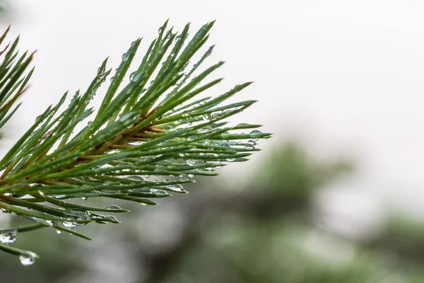 Pine tak met regendruppels — Stockfoto