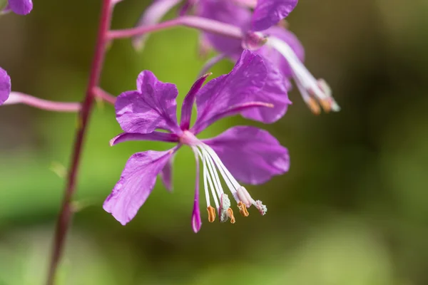 Willow-herb close up — Stock Photo, Image