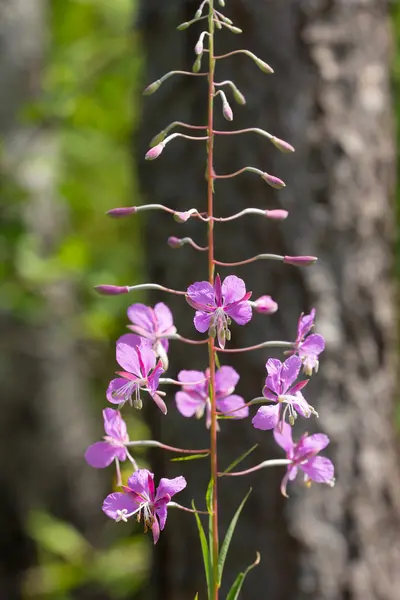 Summer flowering willow-herb — Stock Photo, Image