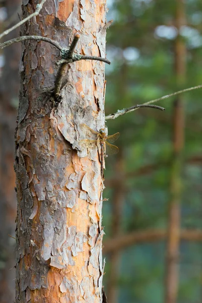 Libélula em um pinheiro — Fotografia de Stock