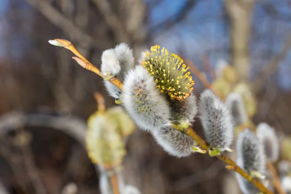 Branches de saule au printemps — Photo